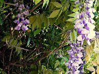 Flowers 14 River Walk